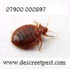 Descreet Pest Control 375443 Image 5